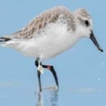 Sample 5 – Spoon biled sandpiper