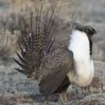 Sample 4 – Greator sage grouse