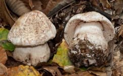 Sample 3 – Amanita