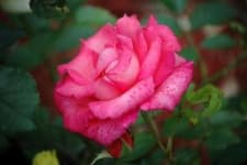 Sample 6 – Rose