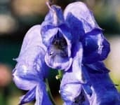 Sample 2 – Monkshood
