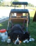 Sample 5 – Greater swiss mountain dog