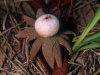 Sample 1 – Earthstar