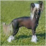 Sample 4 – Chinese crested