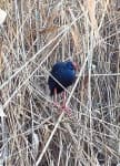 Sample 6 – European gallinule