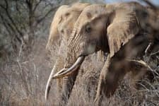Sample 4 – Elephant