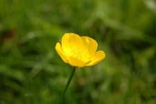 Sample 6 – Buttercup