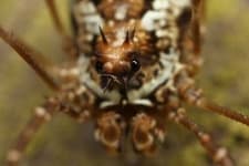 Sample 4 – Harvestman