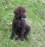 Sample 3 – Standard poodle