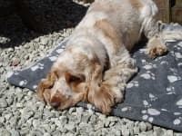 Sample 2 – English cocker spaniel