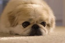 Sample 1 – Pekinese