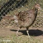Sample 24 – Elliots pheasant