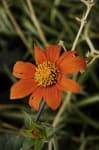 Sample 5 – Orange dahlia
