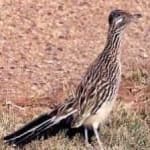 Sample 5 – Roadrunner
