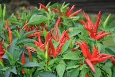 Sample 5 – Pepper