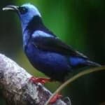 Sample 6 – Red honey creeper