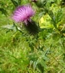 Sample 5 – Spear thistle