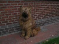 Sample 6 – Briard