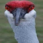 Sample 5 – Sandhill crane