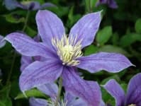 Sample 3 – Clematis