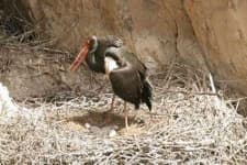Sample 1 – Black stork