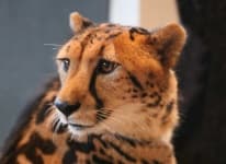 Sample 6 – Cheetah