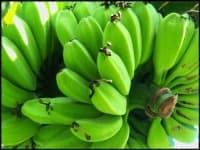 Sample of Banana