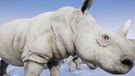 Sample 1 – Rhinoceros