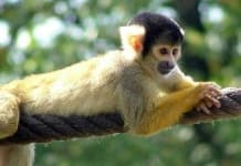 Sample 1 – Spider monkey