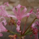 Sample 5 – Cape flower