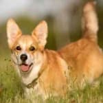 Sample 6 – Corgi