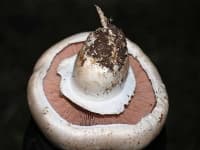 Sample 5 – Agaricus