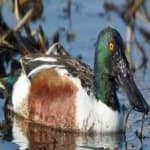 Sample 2 – Northern shoveler