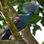 Sample 4 – Crowned pigeon