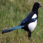 Sample 4 – Eurasian magpie