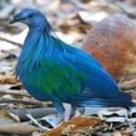 Sample 2 – Nicobar pigeon