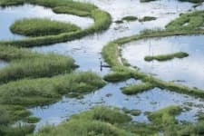 Sample 6 – Wetland