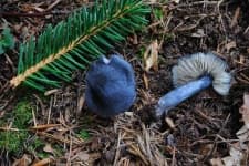 Sample 4 – Entoloma