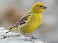 Sample 3 – Finch