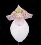 Sample 2 – Hard leaved pocket orchid