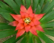 Sample 1 – Bromelia