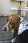 Sample 5 – Basset hound