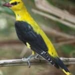 Sample 5 – Eurasian golden oriole