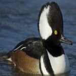 Sample 6 – Hooded merganser