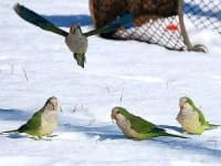 Sample 5 – Parrot