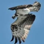 Sample 1 – Osprey