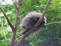 Sample 1 – Porcupine