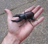 Sample 2 – Rhinoceros beetle