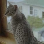 Sample 2 – Egyptian mau