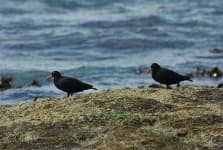 Sample 3 – Oystercatcher